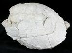 Fossil Tortoise (Stylemys) - Wyoming #22792-1